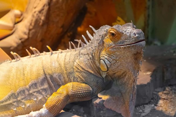 Wie lege ich einen sicheren Teich für Sumpfschildkröten im Garten an?