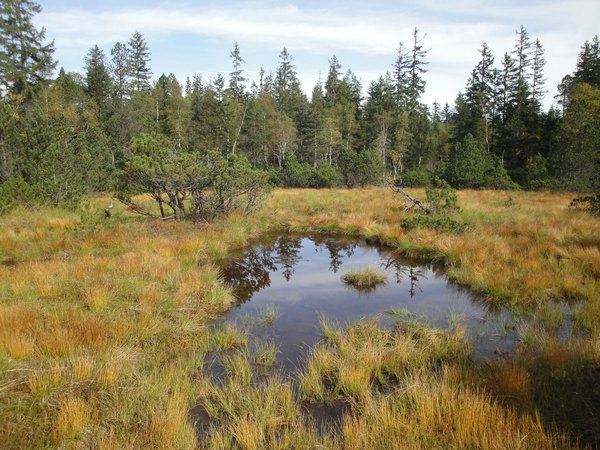 Was sind die effektivsten Methoden, um Möbel vor Haustieren zu schützen?